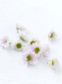 Pink daisies flowers scattered on white background