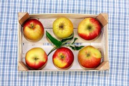 Different varieties of apples in box, overhead view