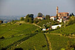 View of wine landscape over the Belbo valley in Piedmont, Italy