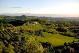 View of vineyard in Monforte d'Alba in Piedmont, Italy