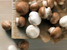 Deutsche Küche, braune und weiße Champignons