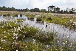 View of cotton grass bloom in Teufelsmoor, Bremen, Germany