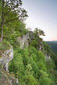 View of trees in Nature Park at Franconian Switzerland, Bavaria, Germany