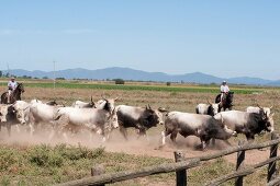 Italien, Toskana, Maremma, Rinder- herde und Hirten