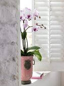 Orchid in pink pot on window sill