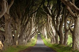 Irland: Dark Hedges, alte Buchen Allee.