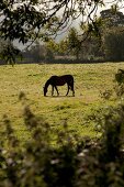 Grazing black horse on pasture in Armagh, Ireland, UK