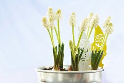 Close-up of white muscari flower in zinc bucket against white background