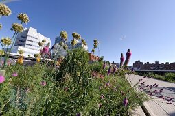 Flowers on High Lane, New York, USA