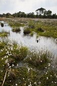 View of cotton grass bloom in Teufelsmoor, Bremen, Germany