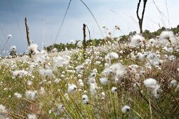 Close-up of cotton grass bloom in Teufelsmoor, Bremen, Germany