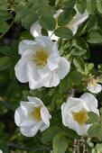 Close-up of white wild roses