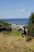 Holstein cattle grazing in meadow with Baltic sea in background, Germany