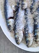 Canned sardines in coarse salt on plate