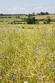 View of green field in Schleswig-Holstein, Germany