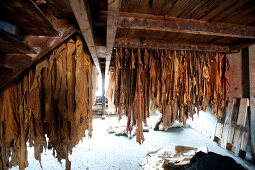 Tanner leather hides hanged in Ulrich, Augsburg, Germany