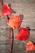 rote Herbstblätter mit Zweig 
