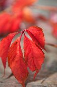 Herbstblätter gewölbt 