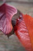 zwei rote Herbstblätter 