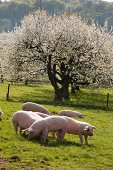 Okoschweine on meadow at Wendershausen in Germany