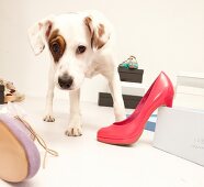 Hund Betty, Streuner aus Spanien im Fotostudio vor Schuhen