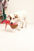 Close-up of stray dog carrying red pumps in his mouth, Spain