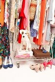 Dog with eye spot sitting in wardrobe