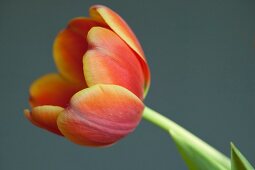 Close-up of tulips