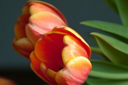 Tulpen