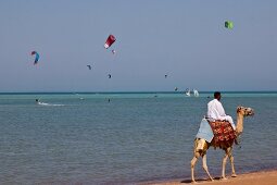 Man riding camel on Marina beach during kite festival, Egypt