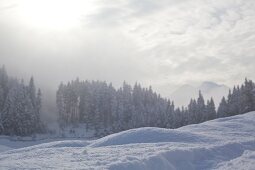 View of pine trees covered with snow in Leutaschtal, Tirol, Austria