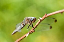 Close-up of dragon fly on branch