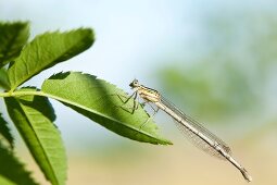 Close-up of dragonfly on leaf