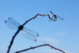 Close-up of dragon fly on branch