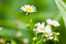 Close-up of bellis