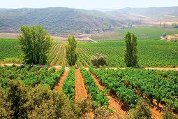 Weinberg vom Weingut Marqués de Murrieta, Spanien