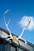 Antlers on the roof of Hemsedal ski resort, Low angel view, Norway