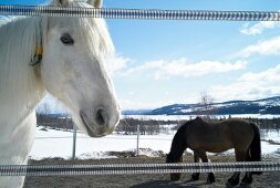View of horses in paddock at Hemsedal ski resort in Norway