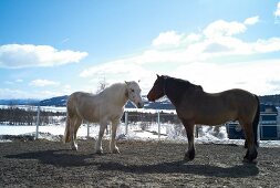 View of horses in paddock at Hemsedal ski resort in Norway