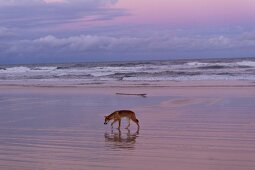 Dingo at beach in Fraser Island, Queensland, Australia