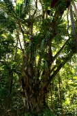 View of forest in Fraser Island in Queensland, Australia