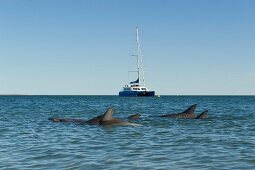 Dolphins and yacht in Shark Bay, Monkey Mia, Australia