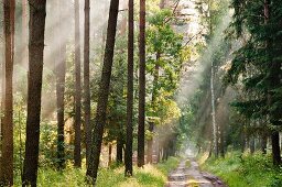 A forest in the early morning, Warmia-Masuria, Poland