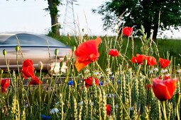 Field of poppy plant in Mikolajki, Warmia-Masuria, Poland