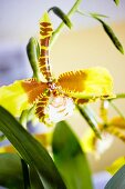 Close-up of blooming rossioglossum rawdon jester orchid