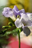 weiß-violette Freesienblüten, Nahaufnahme