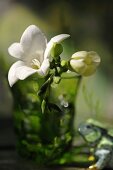 weiße Freesie und Freesienknospe in grüner Glasvase