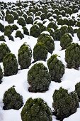 Green cabbage on field with snow