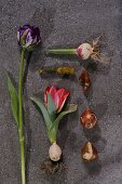 Tulpenzwiebeln und Tulpen 