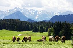 Cattle grazing in pasture at Oberallgaeu, Bavaria, Germany